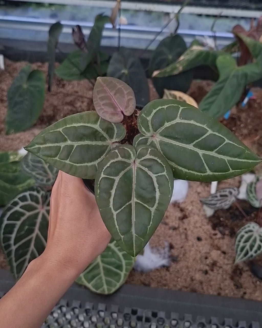Anthurium Michelle X Indigo