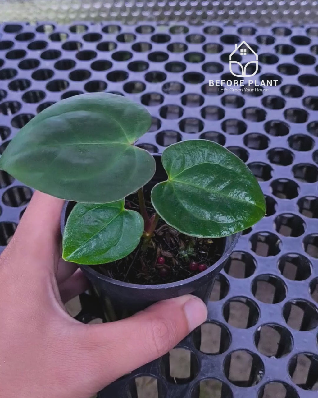 Anthurium Goliath x Michelle Pink
