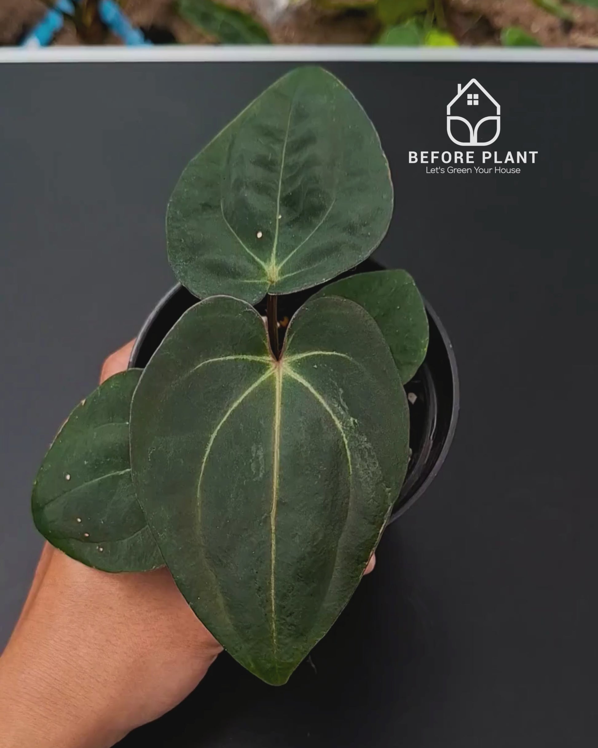 Anthurium Carla Portillae NSE x Papillilaminum Var Aos Tezula