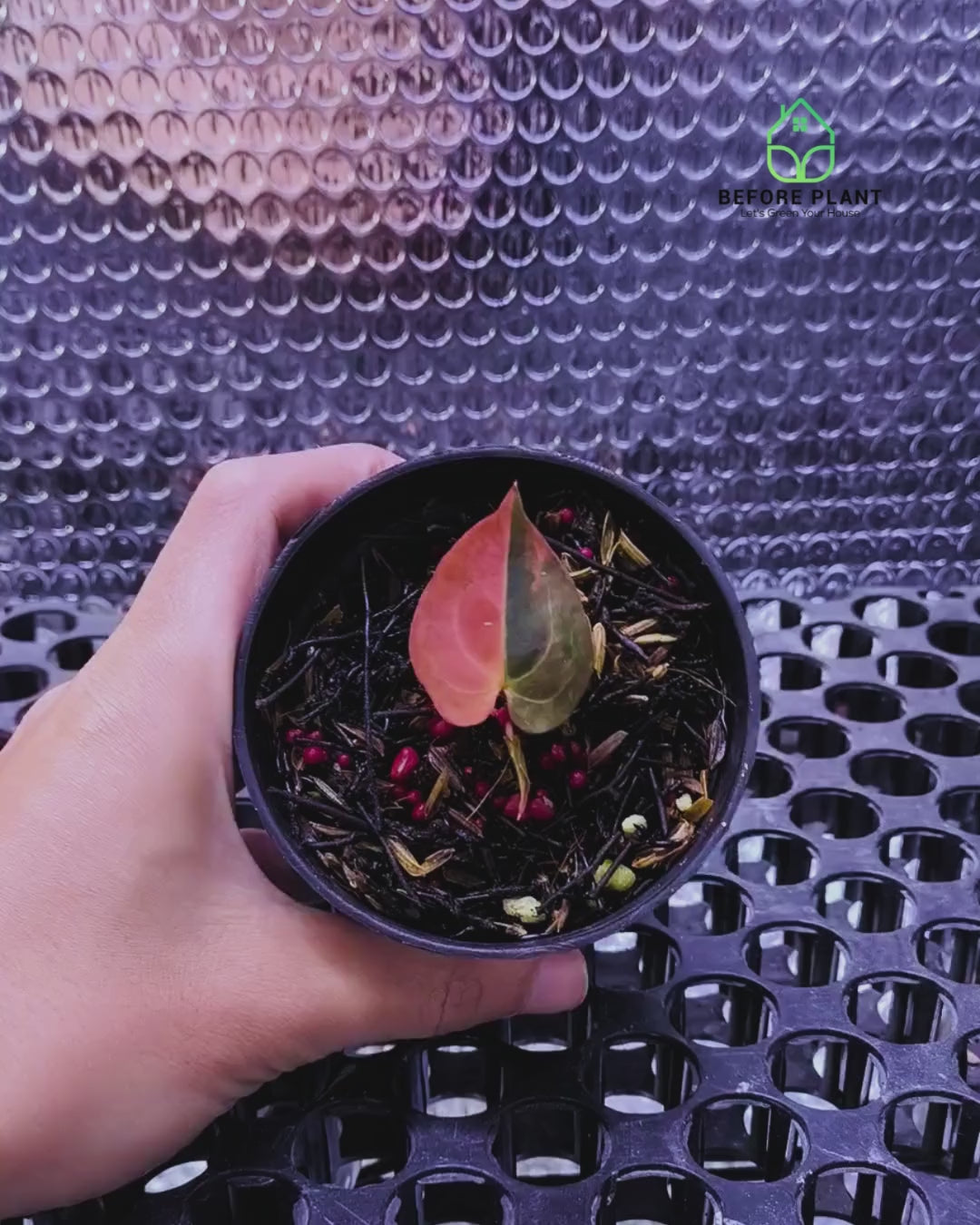 Black Venom (Mutation)