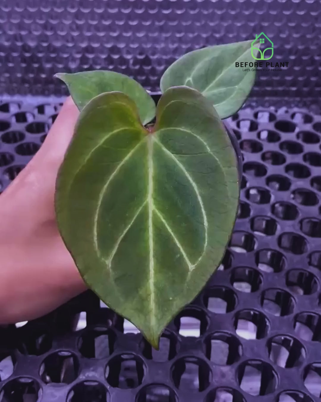 Anthurium King of Spades (HU) Seedling