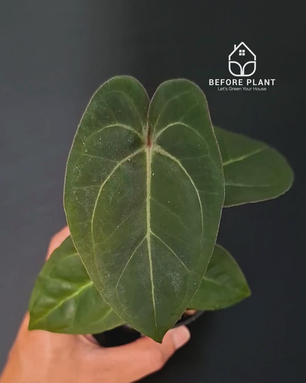 Anthurium Papillilaminum x BVIT Zara Michelle