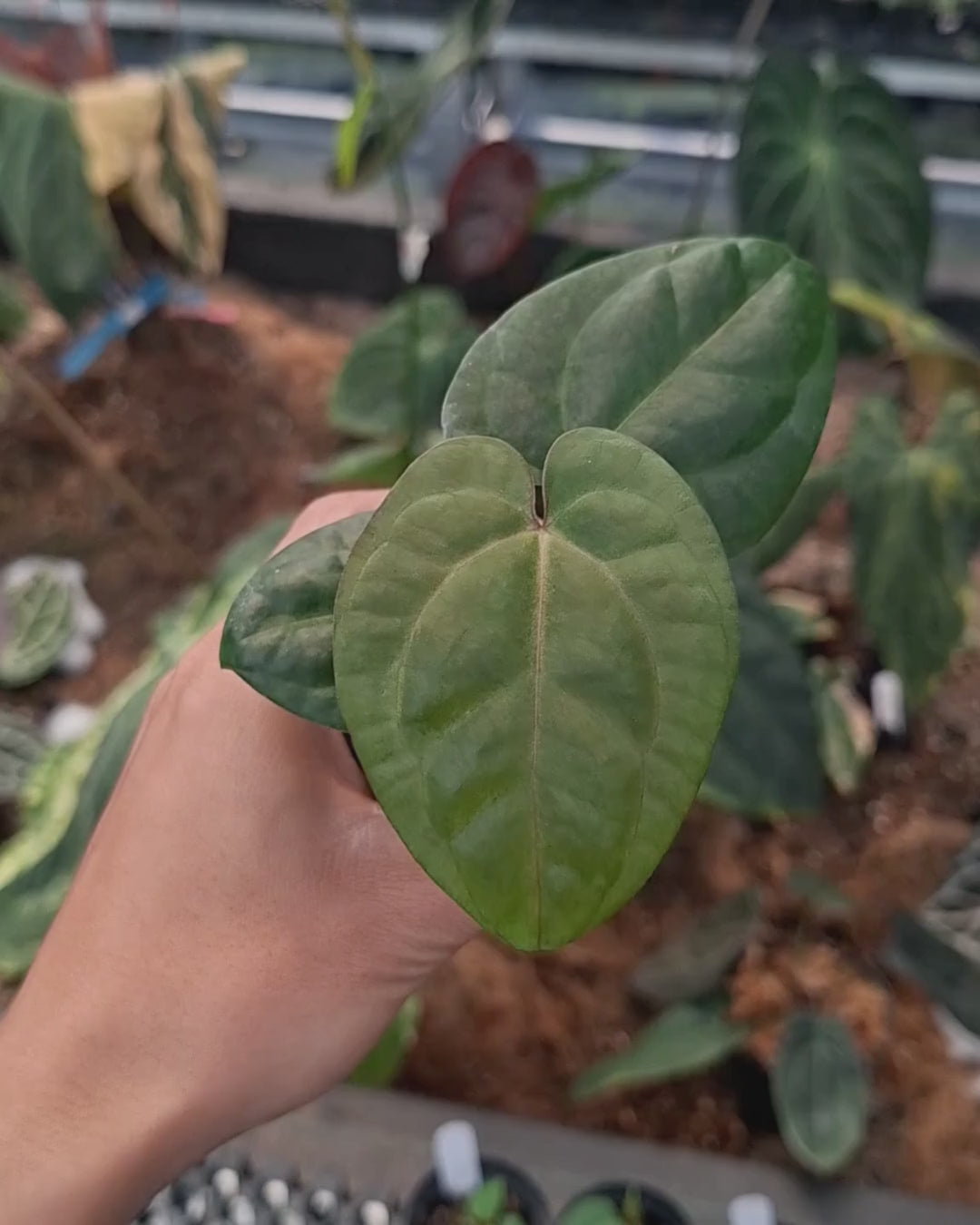 Anthurium Goliath Red Vein Dark Phoenix ( RVDP ) x Self