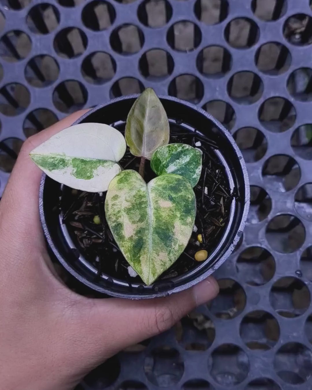 Anthurium Black Venom x RVC Michelle