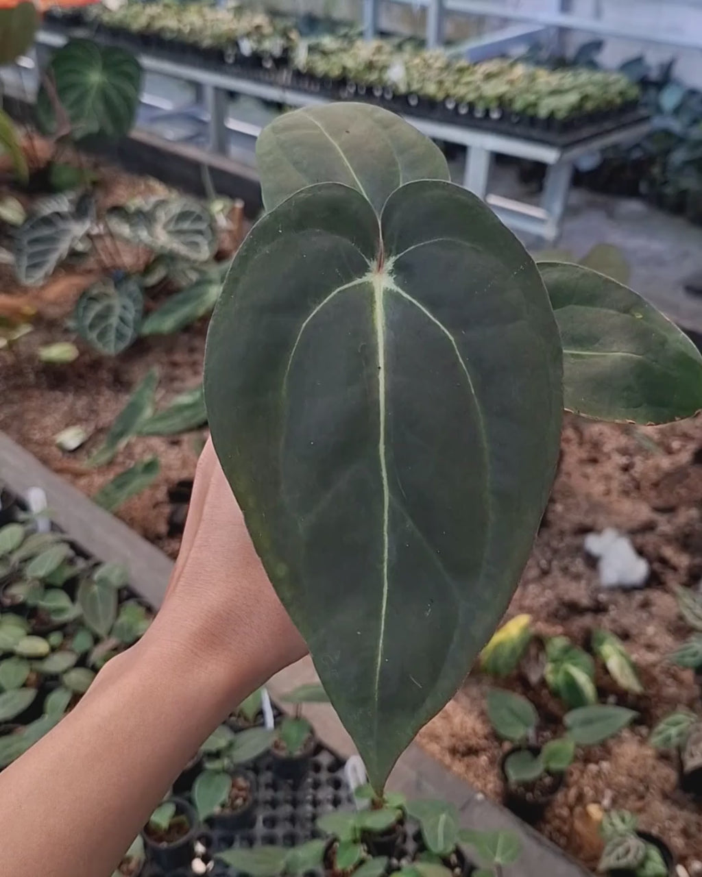 Anthurium Carla Portillae NSE x Papillilaminum Var Aos Tezula