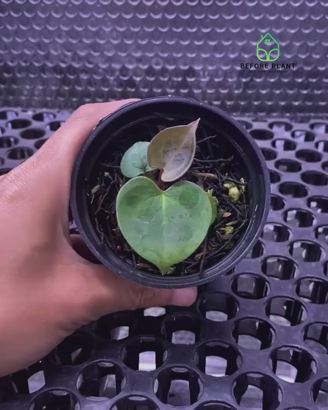 Anthurium King of Spades (HU) Seedling