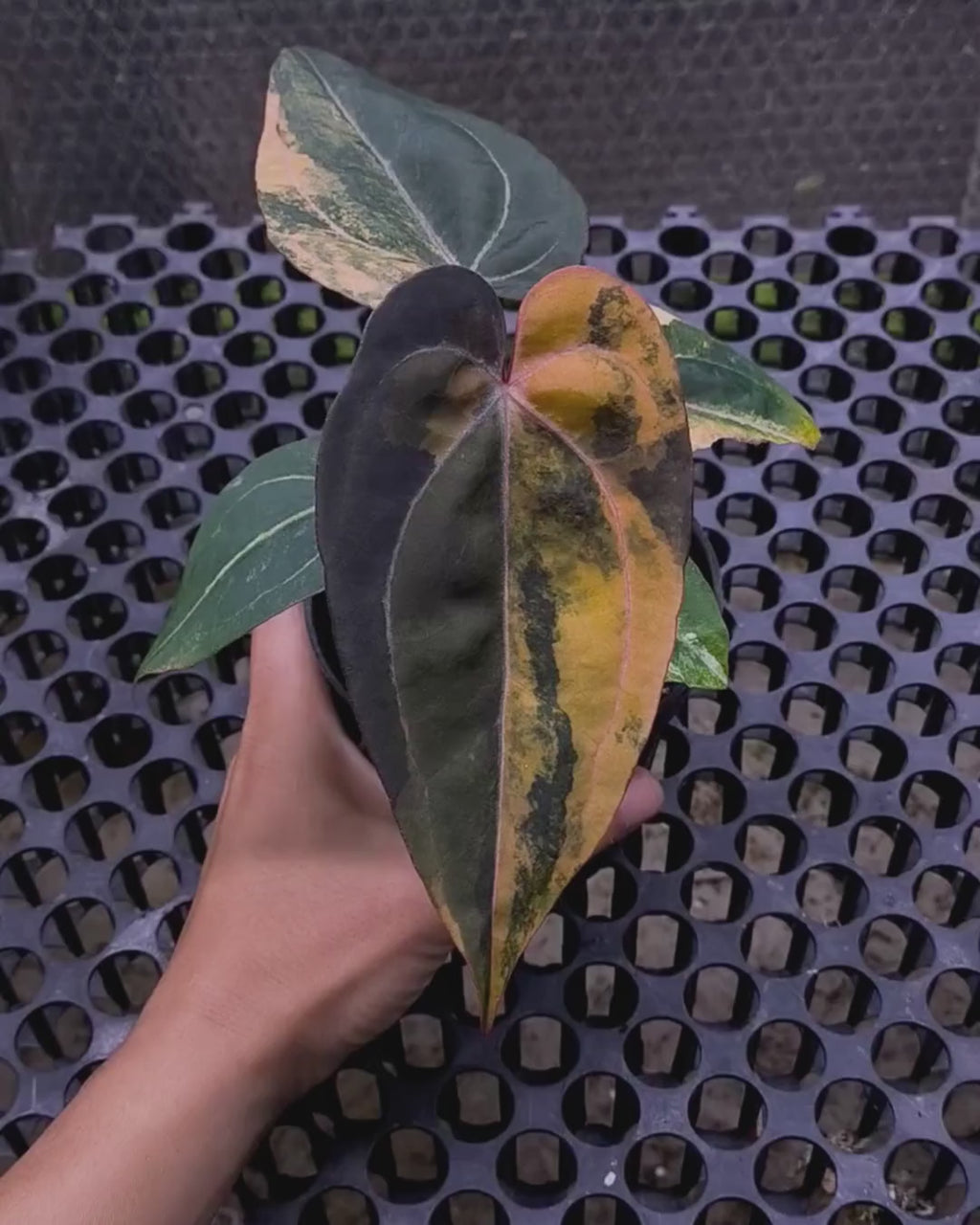 Anthurium Black Venom x Twilight Armor