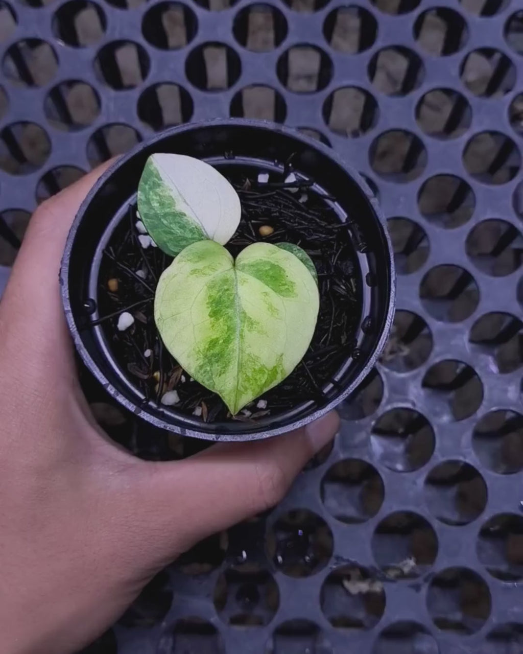 Anthurium Black Venom x RVC Michelle