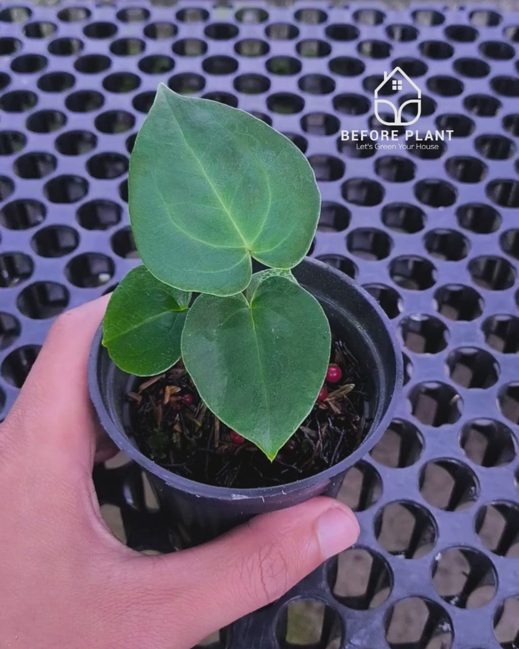 Anthurium Goliath x Michelle Pink