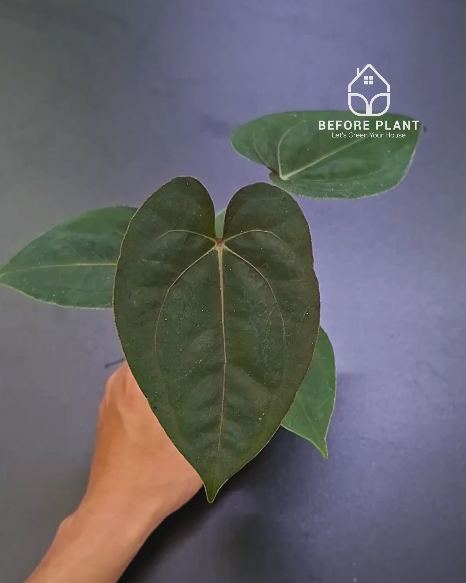 Anthurium Blood of Blue x BVIT Zara Michelle