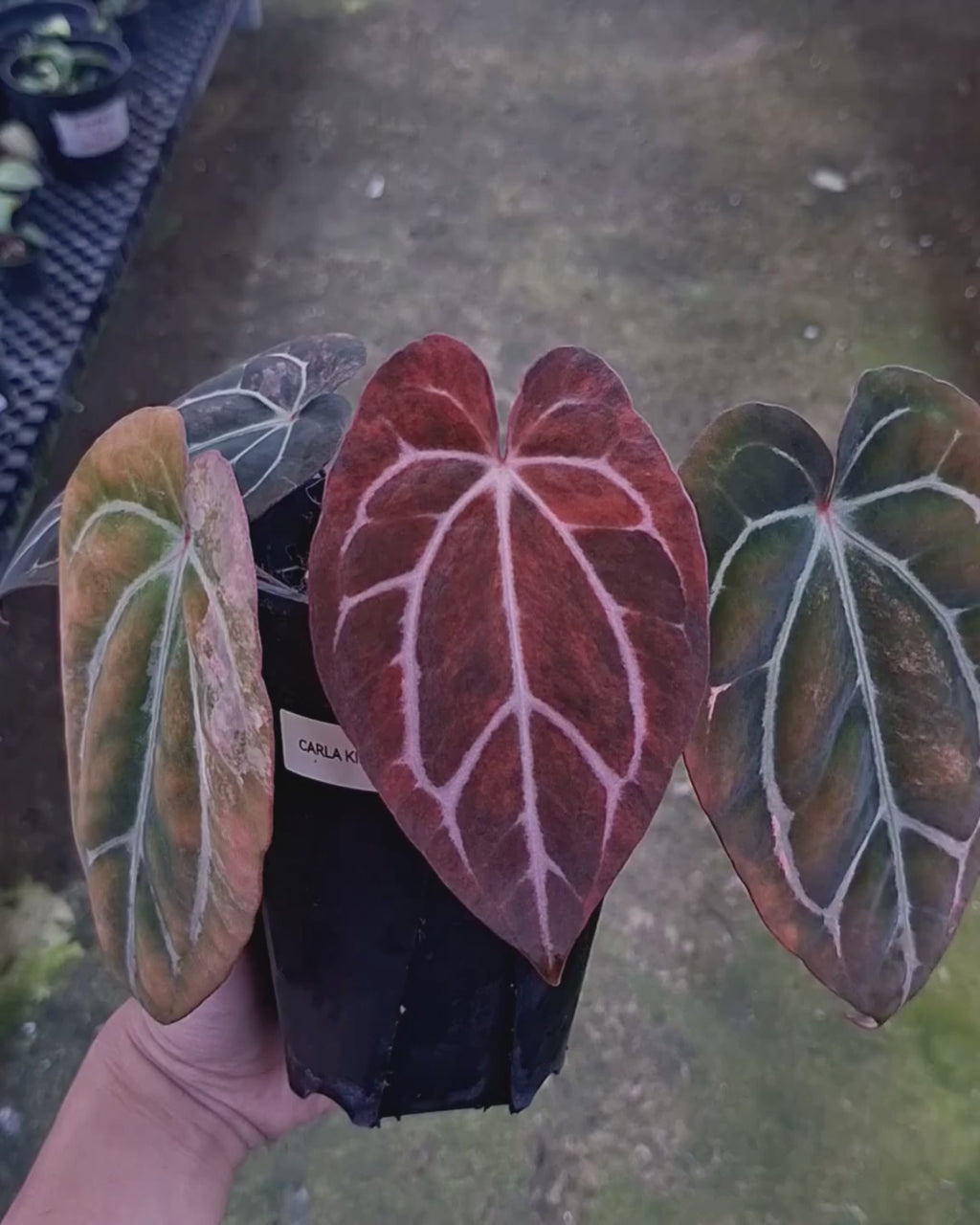 Anthurium Carla Blackiae Variegated Pink