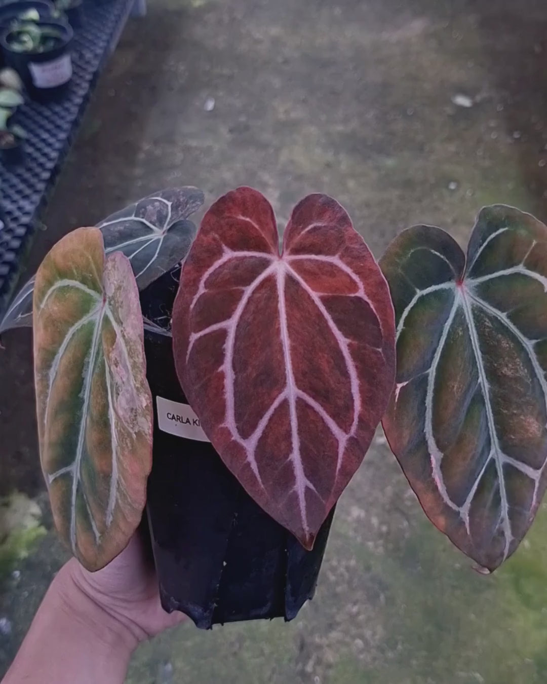 Anthurium Carla Blackiae Variegated Pink