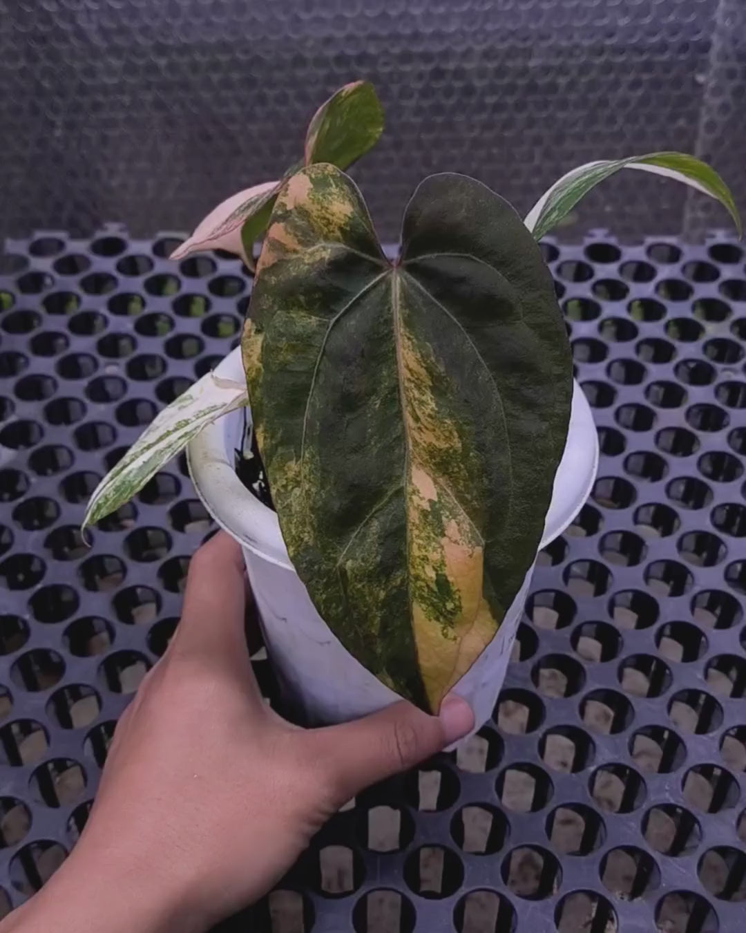 Anthurium Black Venom x Twilight Armor
