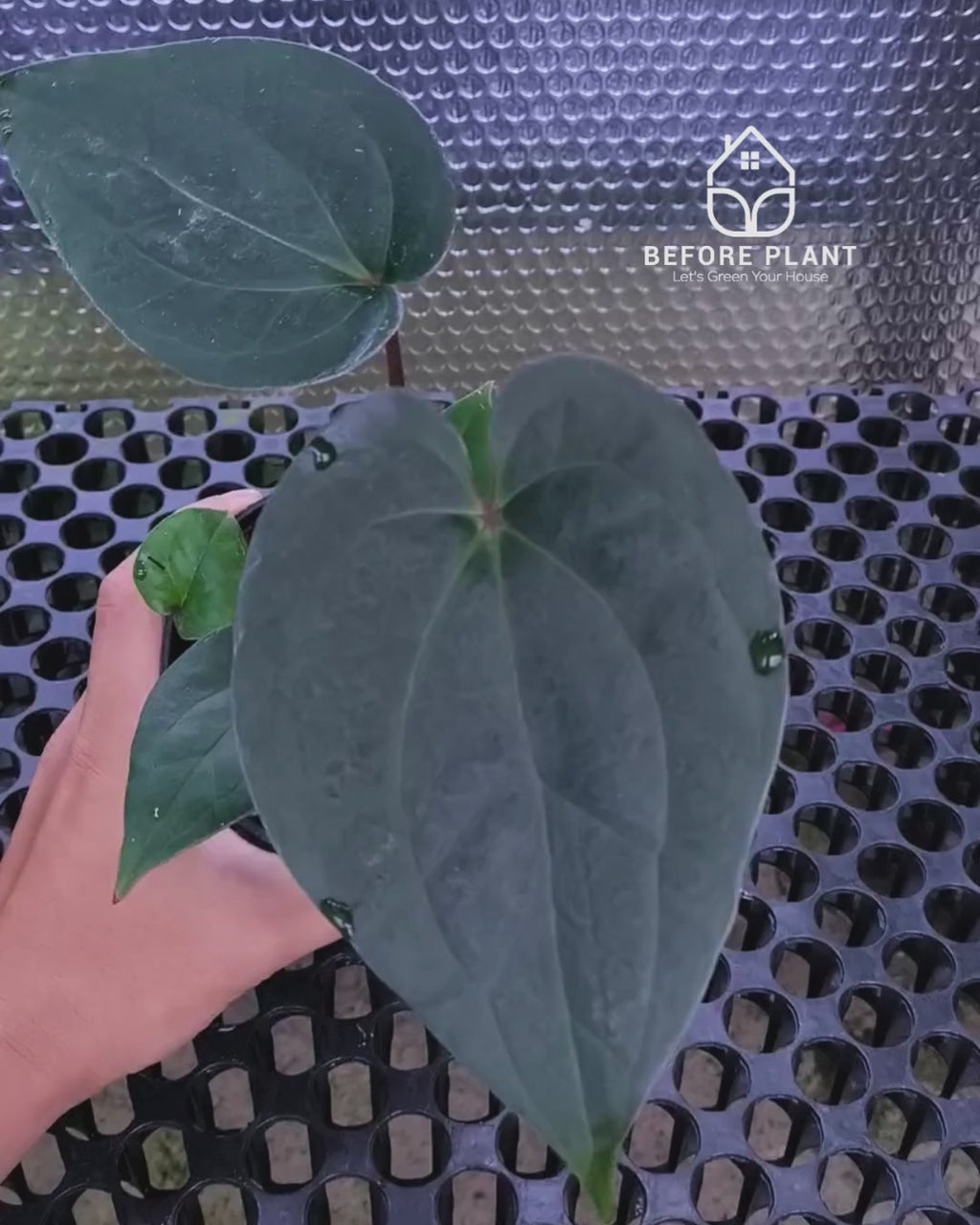 Anthurium King Of Spades ( HU ) x Luxurian