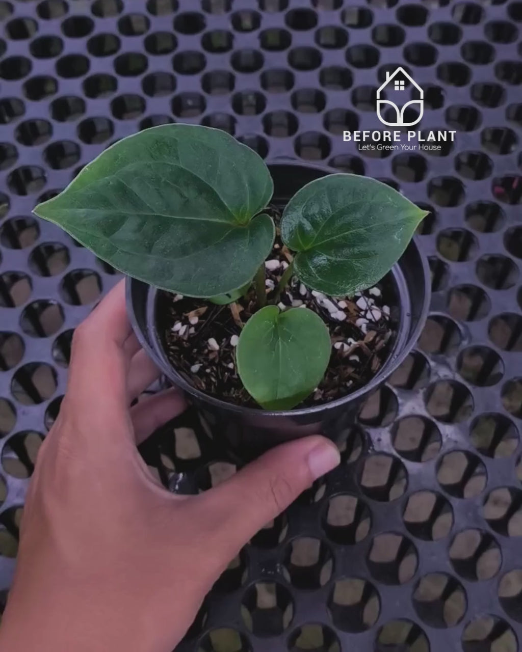 Anthurium King Of Spades ( HU ) x Luxurian