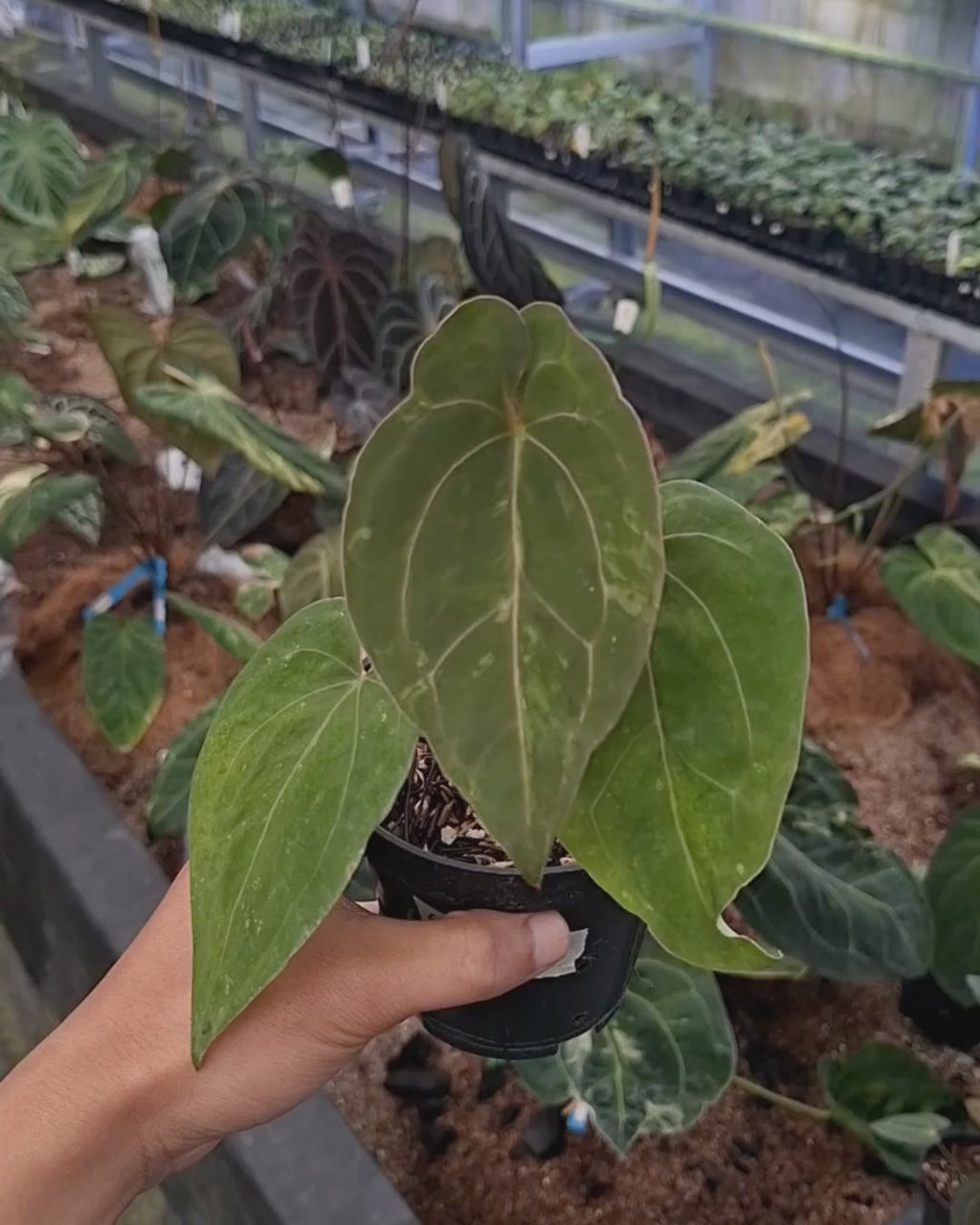 Anthurium Forgetii Blister Variegated x Blood Of Blue
