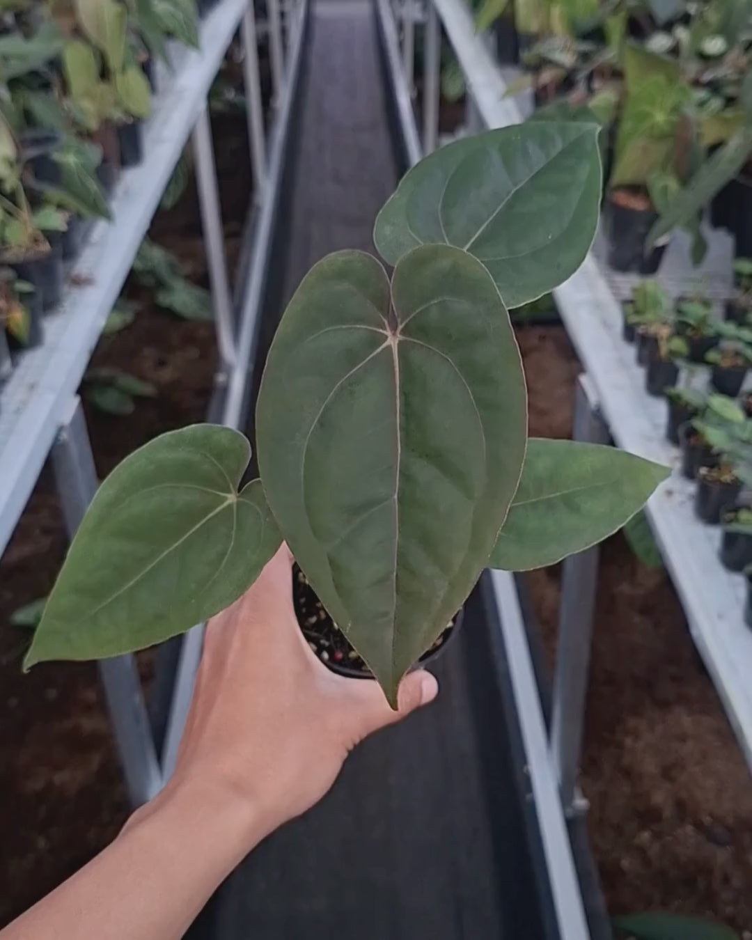 Anthurium Blood of Blue x Indigo