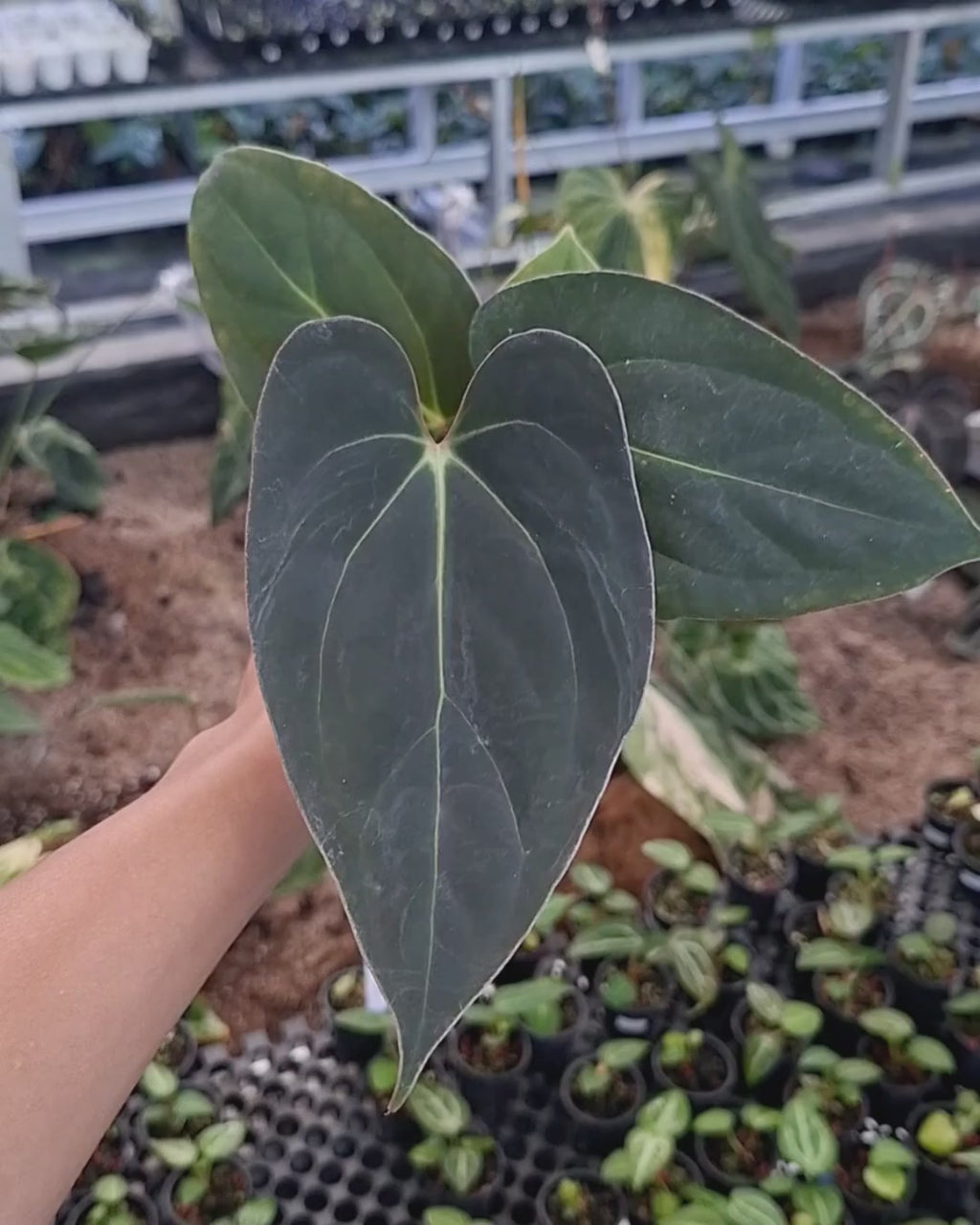 Anthurium Carla Blackiae x Portillae