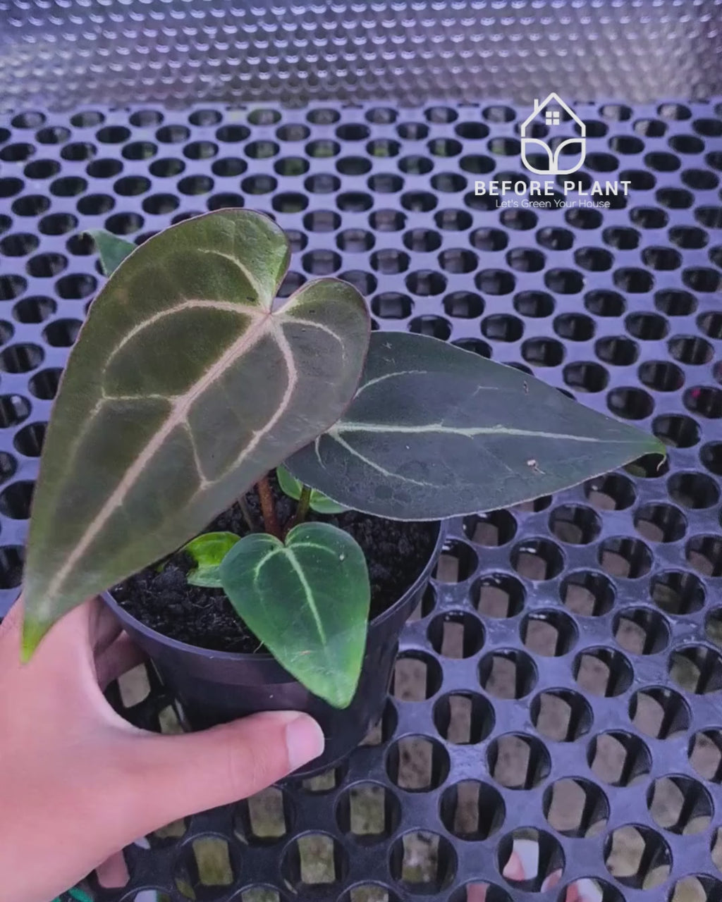 Anthurium ( Dark Handsome x Red Velvet Cake) X Black Venom