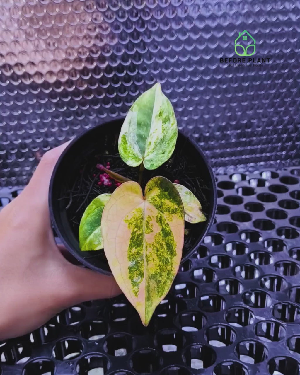 Anthurium Papi Variegated x Carla AU1