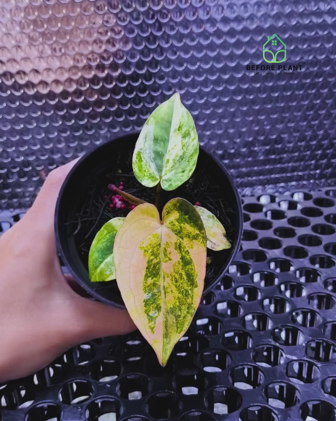 Anthurium Papi Variegated x Carla AU1