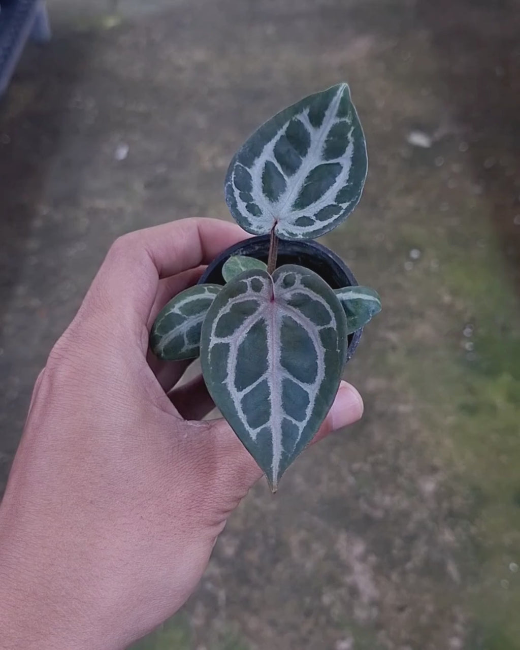 Anthurium SKG Pink Lemonade Black Widow Michelle x Red Tiger